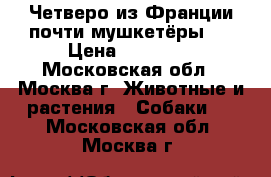 Четверо из Франции-почти мушкетёры!! › Цена ­ 35 000 - Московская обл., Москва г. Животные и растения » Собаки   . Московская обл.,Москва г.